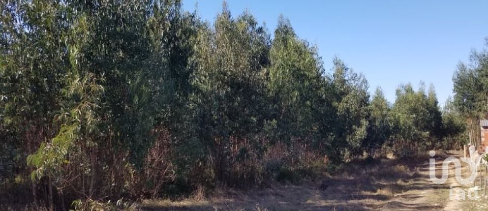 Agricultural land in São Bartolomeu dos Galegos e Moledo of 6,200 m²