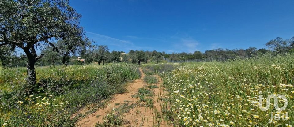 Terreno em Boliqueime de 7 000 m²