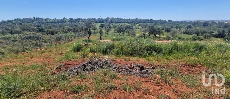 Terreno em Boliqueime de 7 000 m²