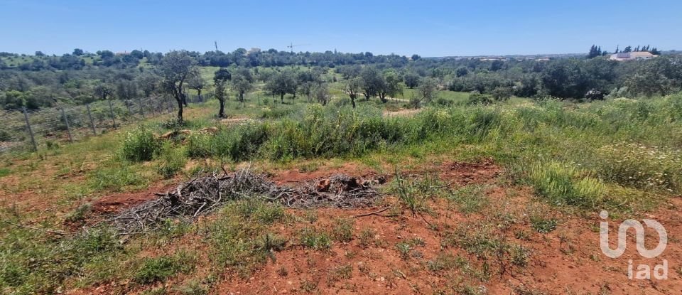 Terreno em Boliqueime de 7 000 m²