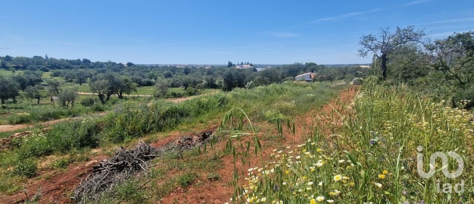 Terreno em Boliqueime de 7 000 m²