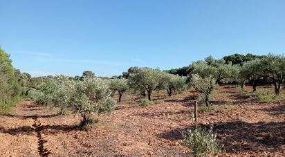 Land in Almoster of 8,600 m²