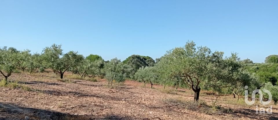 Land in Almoster of 8,600 m²