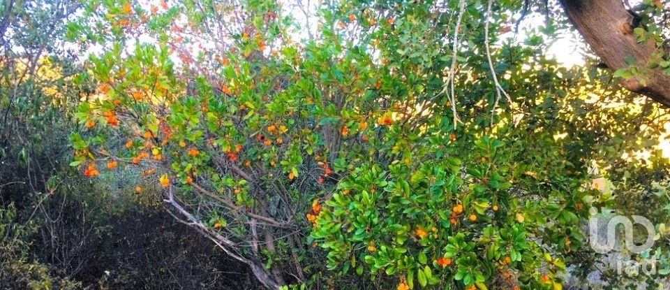 Terreno para construção em Mexilhoeira Grande de 195 520 m²