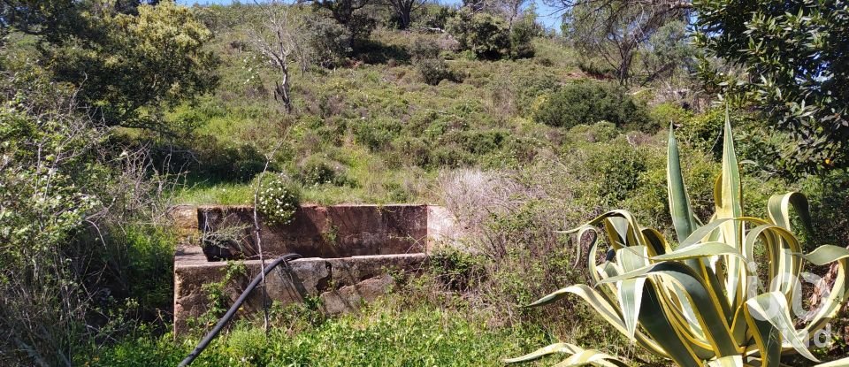 Terreno para construção em Mexilhoeira Grande de 195 520 m²