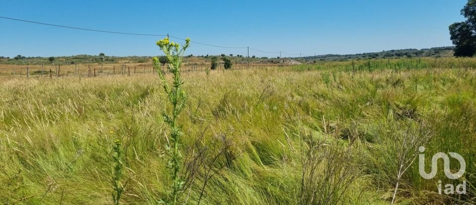 Agricultural land in Alagoa of 220,000 m²