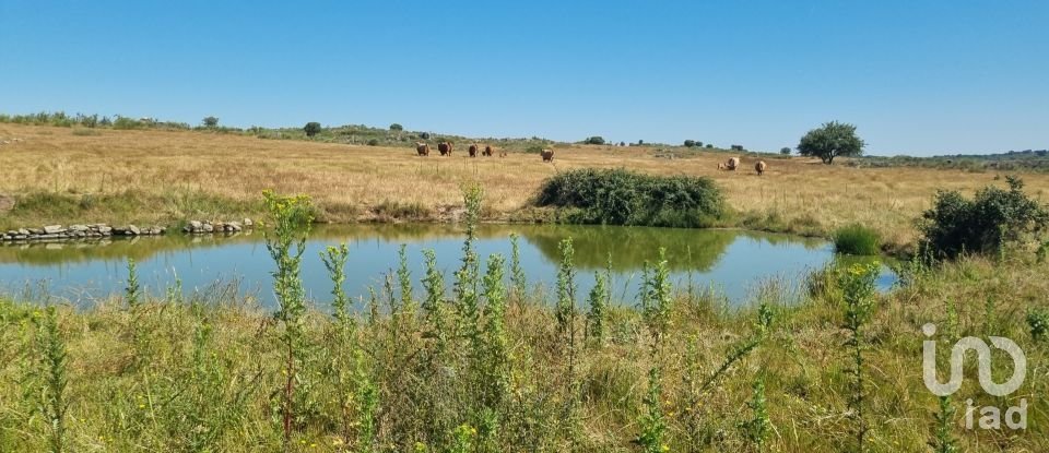 Agricultural land in Alagoa of 220,000 m²