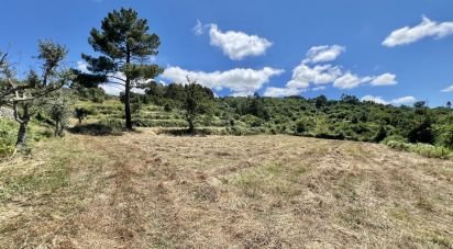 Terreno em São Paio de 24 000 m²