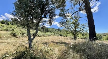 Terreno em São Paio de 24 000 m²