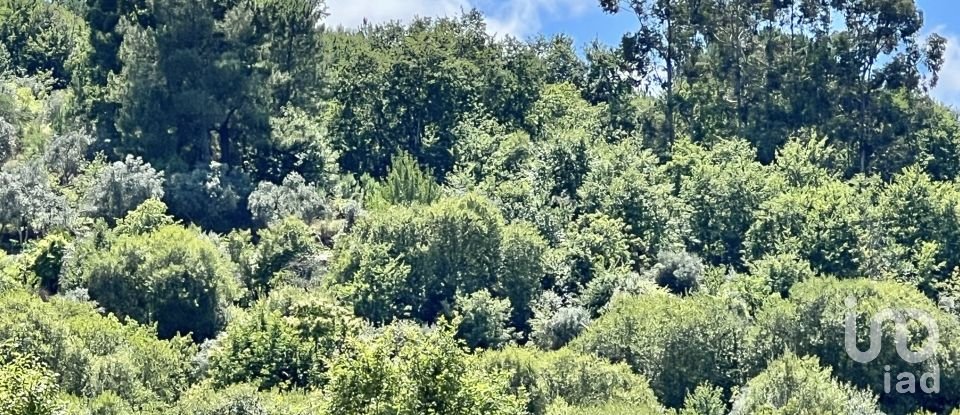 Terreno em São Paio de 24 000 m²