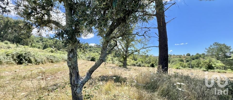 Terreno em São Paio de 24 000 m²