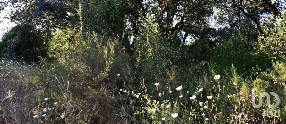 Terreno em Areias e Pias de 2 930 m²