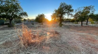 Terreno em Boliqueime de 7 000 m²