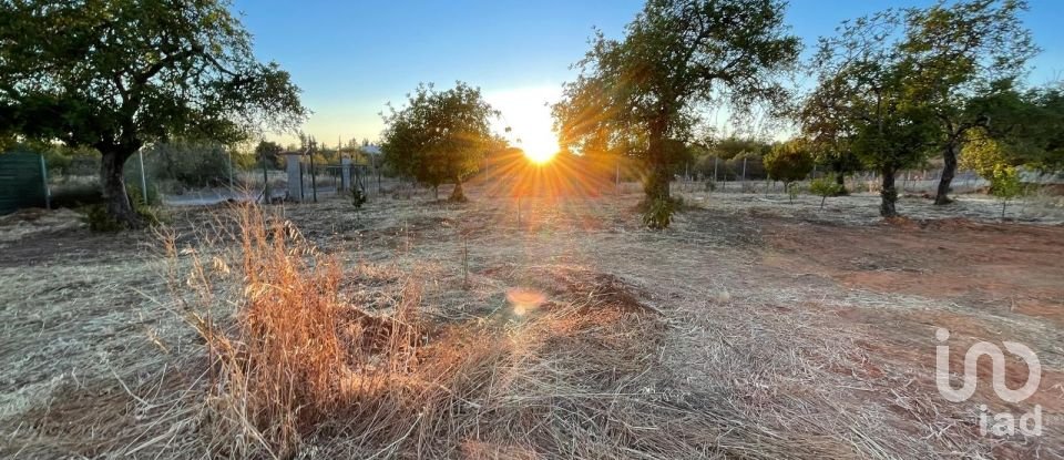 Terreno em Boliqueime de 7 000 m²