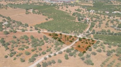 Terreno Agrícola em Santa Bárbara de Nexe de 5 160 m²