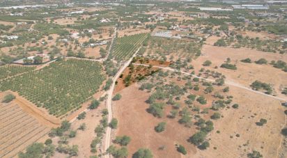 Terreno Agrícola em Santa Bárbara de Nexe de 5 160 m²