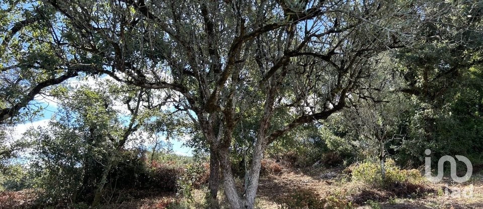 Terreno em Porto de Mós - São João Baptista e São Pedro de 7 200 m²