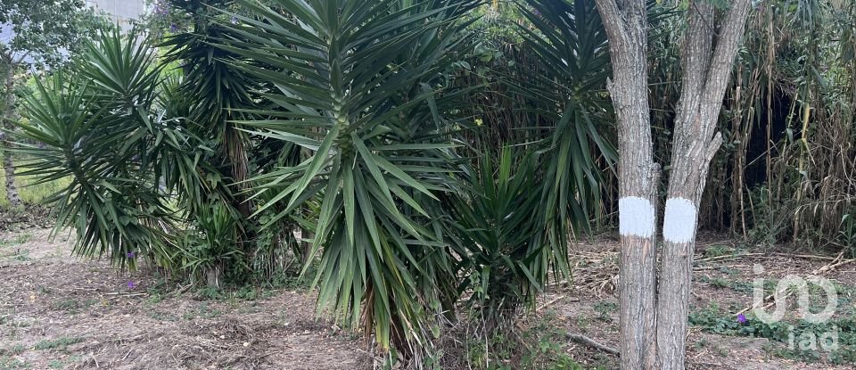 Terreno em Caldas da Rainha - Santo Onofre e Serra do Bouro de 4 000 m²