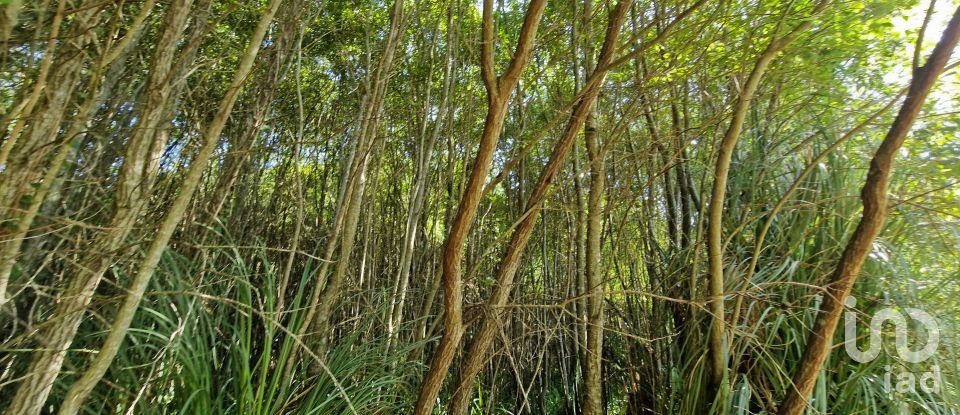 Terreno em Carvoeira de 2 500 m²