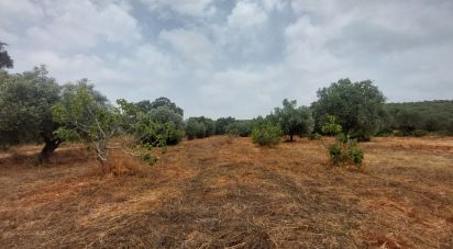 Terreno em São Brás de Alportel de 3 320 m²