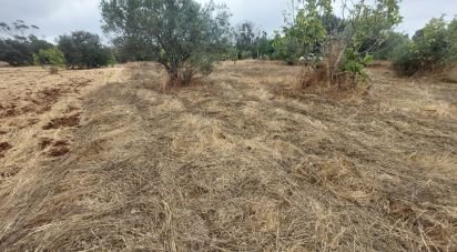 Terreno em São Brás de Alportel de 3 320 m²