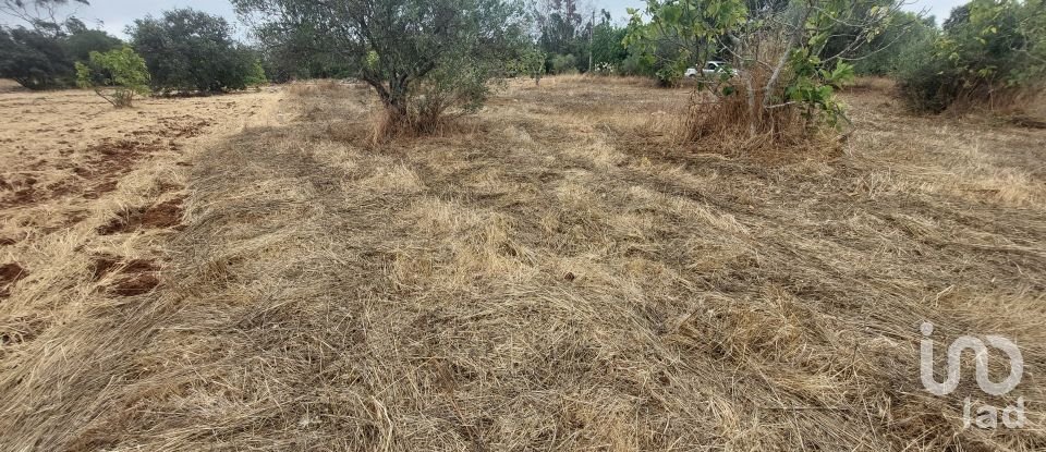 Terrain à São Brás de Alportel de 3 320 m²