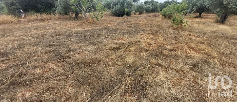 Terreno em São Brás de Alportel de 3 320 m²