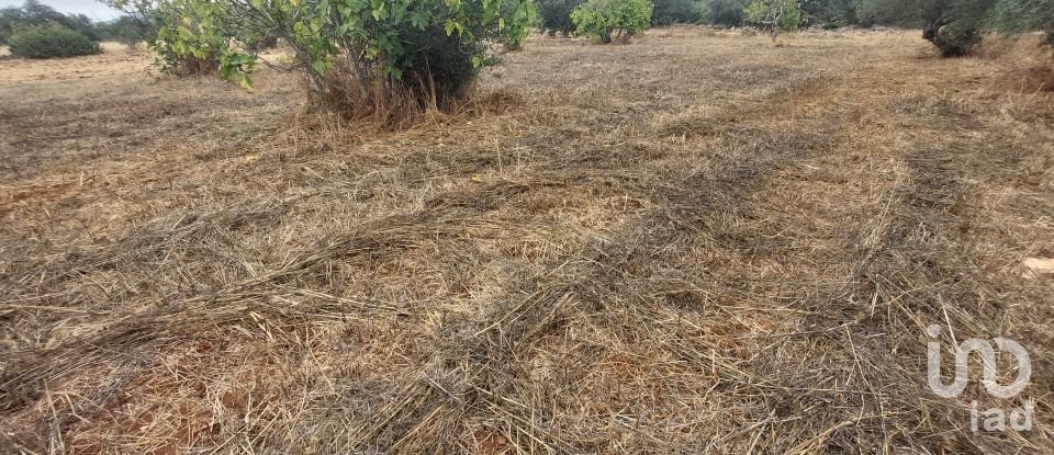 Terreno em São Brás de Alportel de 3 320 m²