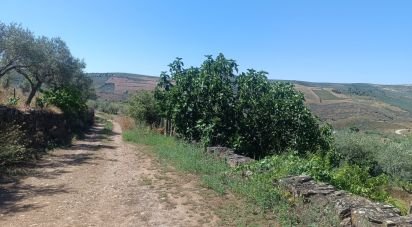 Terrain agricole à Poiares de 1 900 m²