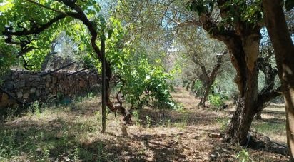 Agricultural land in Poiares of 1,900 m²