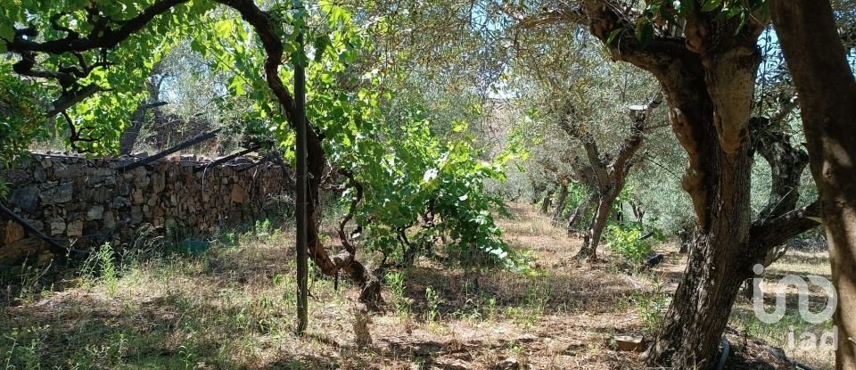 Agricultural land in Poiares of 1,900 m²