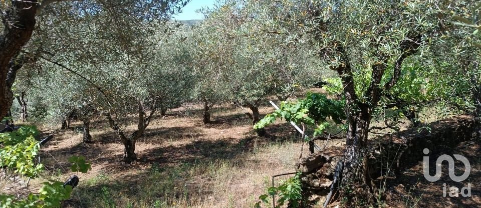 Agricultural land in Poiares of 1,900 m²