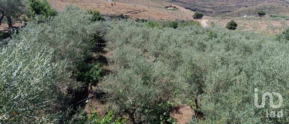 Agricultural land in Poiares of 1,900 m²