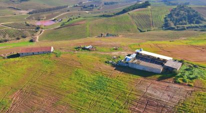 Farm T0 in Peral of 92,520 m²