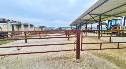 Farm T0 in Peral of 92,520 m²