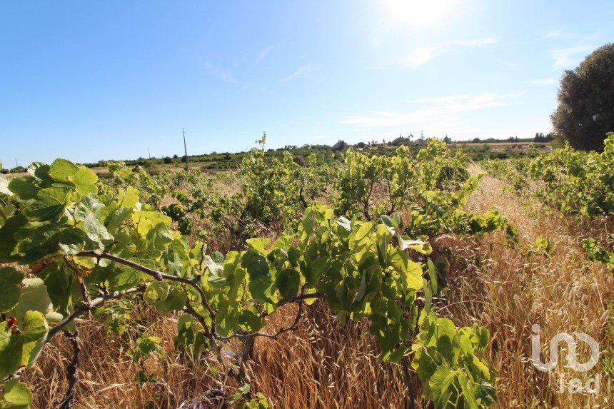 Terreno Agrícola em Silves de 5 920 m²