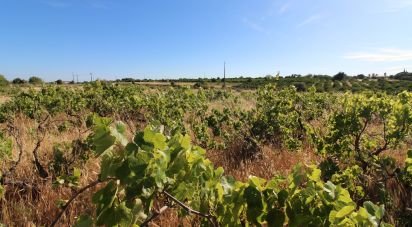 Terreno Agrícola em Silves de 5 920 m²