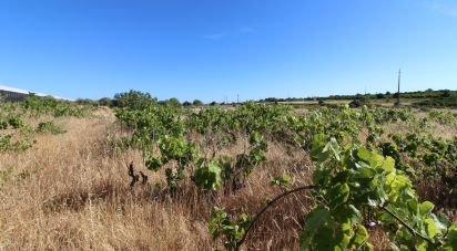 Terreno Agrícola em Silves de 5 920 m²