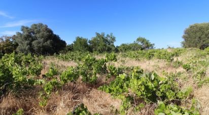 Terreno Agrícola em Silves de 5 920 m²