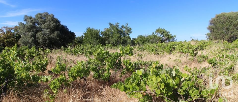 Terreno Agrícola em Silves de 5 920 m²