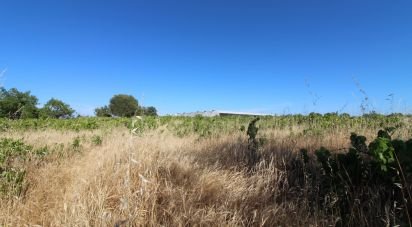 Terreno Agrícola em Silves de 5 920 m²