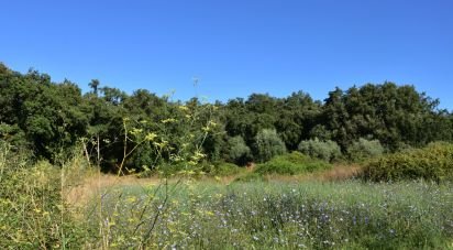 Land in Areias e Pias of 1,000 m²