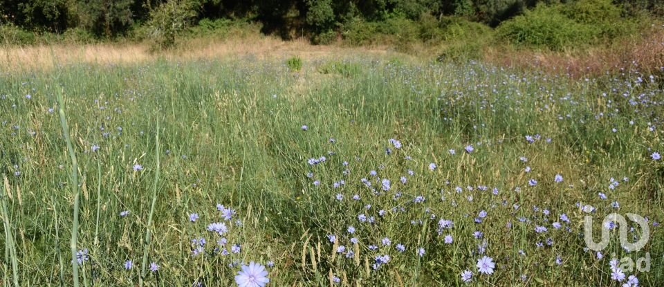 Terreno em Areias e Pias de 1 000 m²