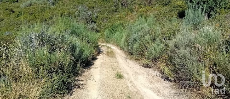 Terreno Agrícola em Mós de 70 000 m²