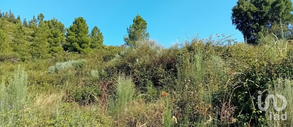 Agricultural land in Mós of 70,000 m²