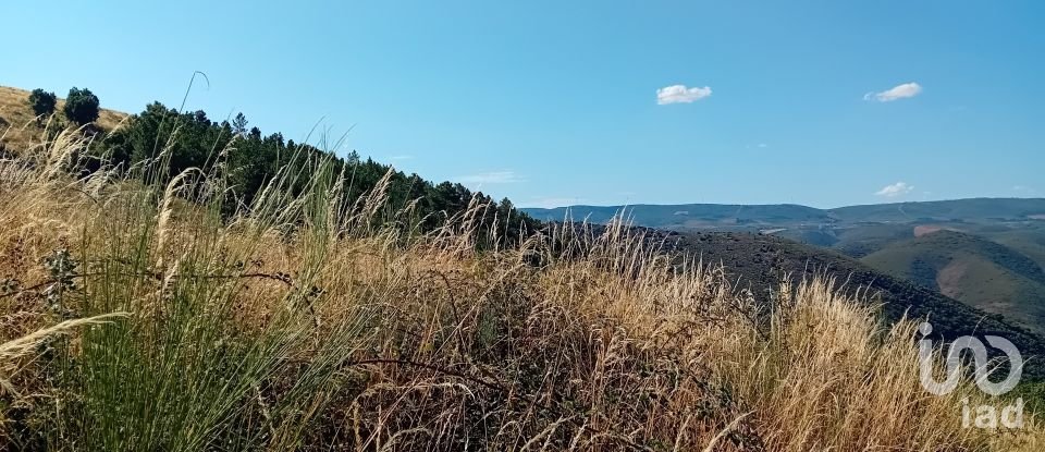 Terreno Agrícola em Mós de 70 000 m²