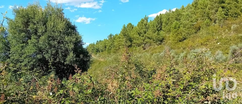 Agricultural land in Mós of 70,000 m²