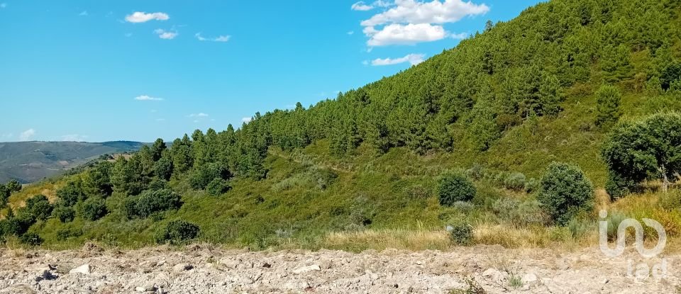 Agricultural land in Mós of 70,000 m²