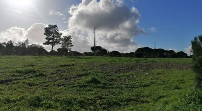 Terreno em Pegões de 42 500 m²