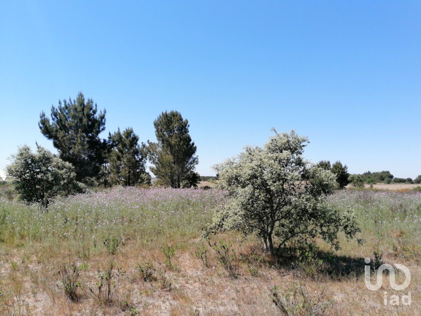 Land in Pegões of 41,750 m²